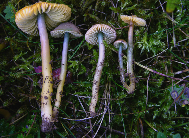 Hygrocybe psittacina.